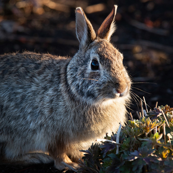 Wildlife at the Garden