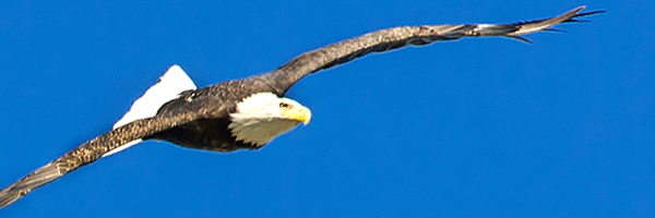 Wildlife at the Garden