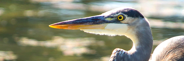 Wildlife at the Garden