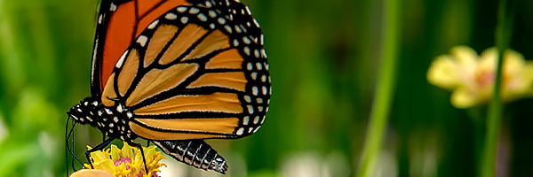 Wildlife at the Garden