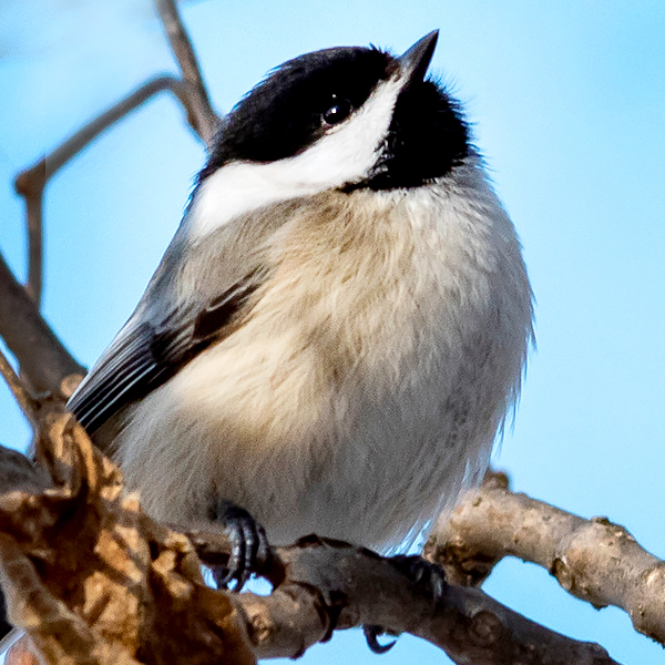 Winter Birds