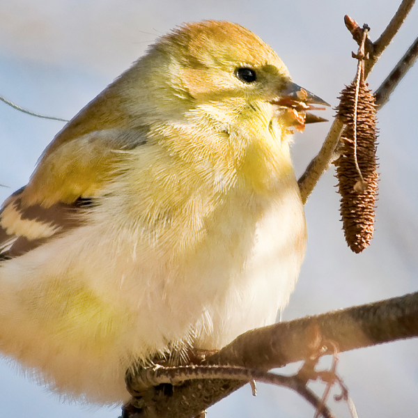 Winter Birds