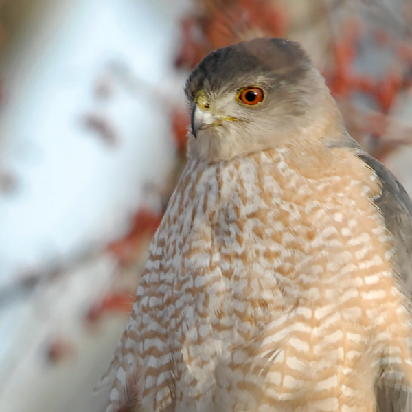 Winter Birds