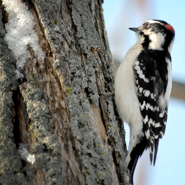 Winter Birds