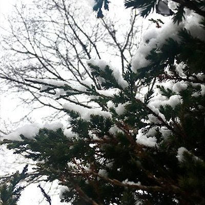 Winter Brilliance - evergreens