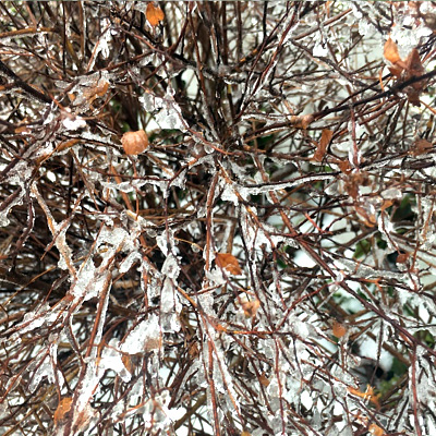 Winter Brilliance - frozen branches