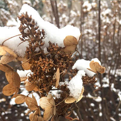 Winter Brilliance - past remnants