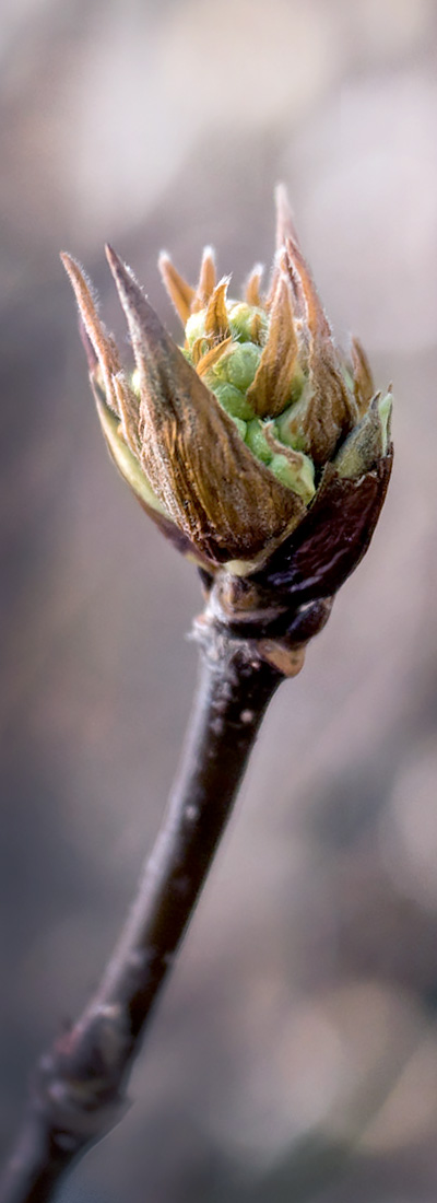 Winter Brilliance - tree bud