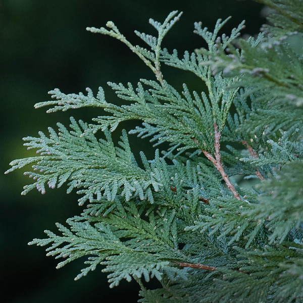 Eastern Arborvitae