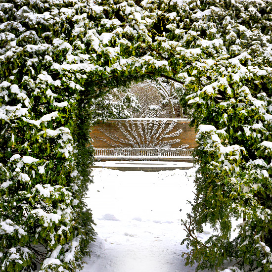 Winter Awe Conifers