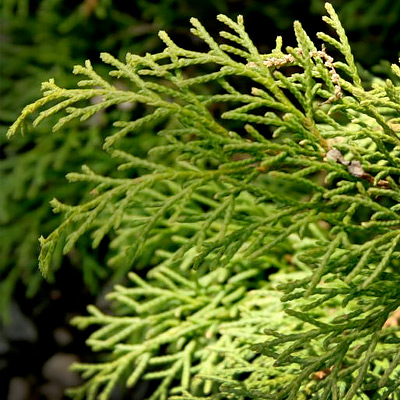 Creeping Siberian Cypress