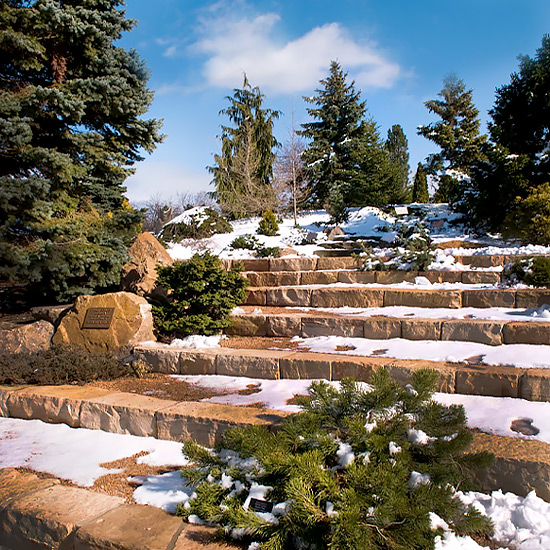 Winter Awe Conifers