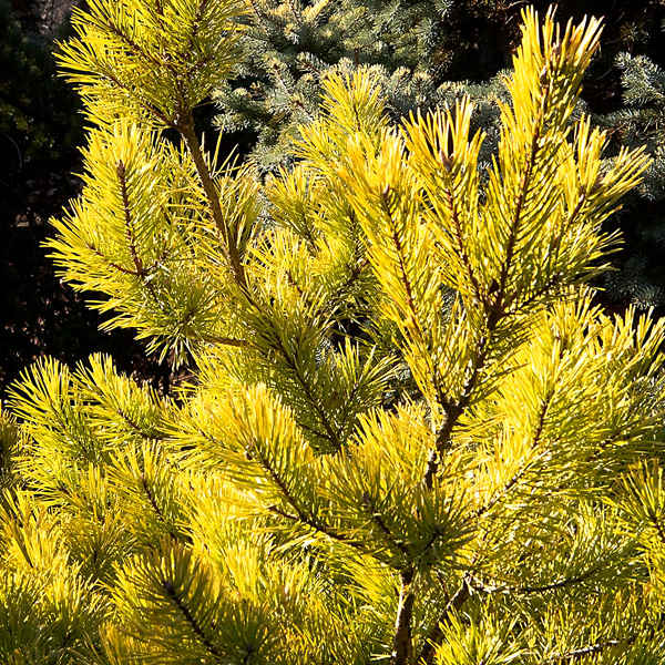 Scots Pine