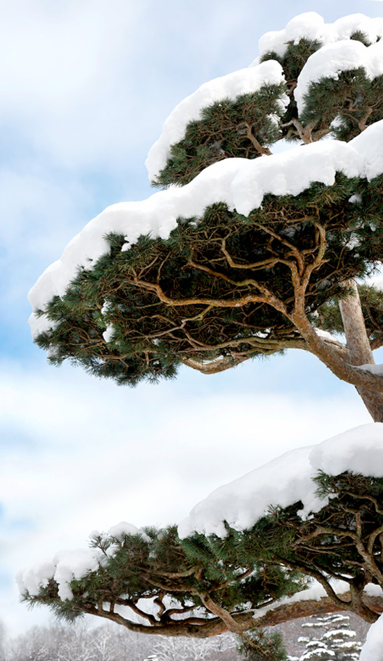 Winter Awe Conifers