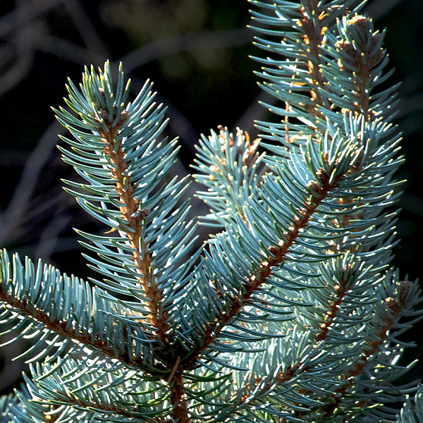 Blue Spruce