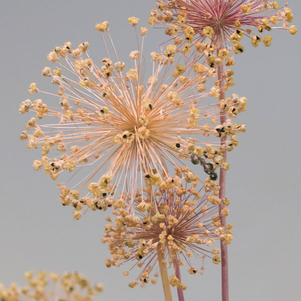 Embellishment Plants