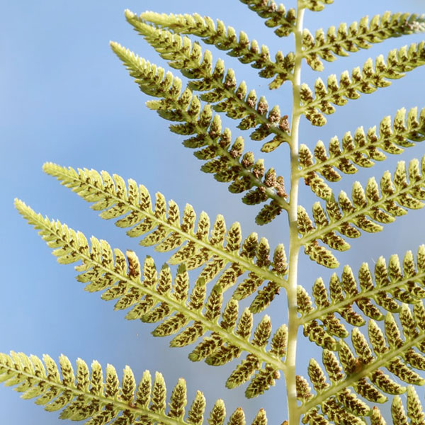 Embellishment Plants