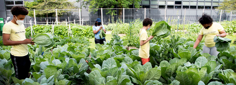 Windy City Harvest Youth Farm
