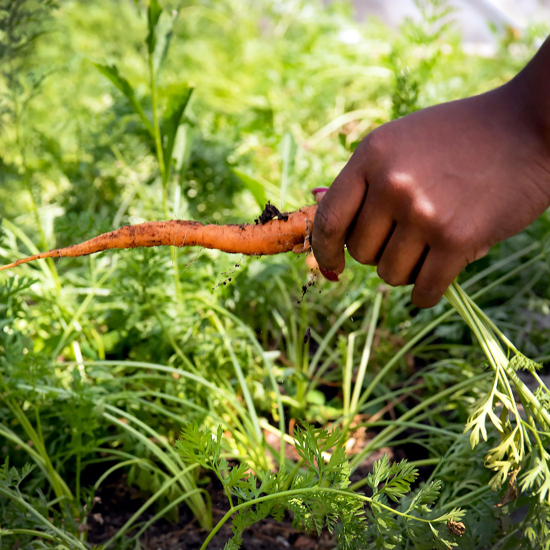 Windy City Harvest Youth Farm