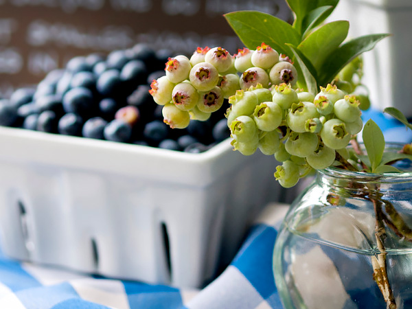 Growing Blueberries