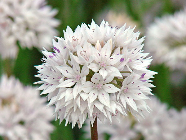 Allium