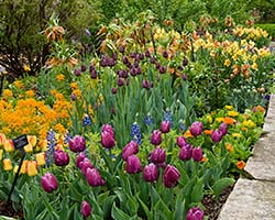 Bulbs in garden bed