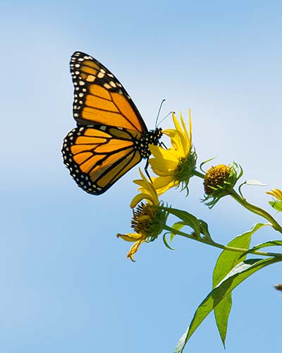 Monarch Chicago Botanic Garden