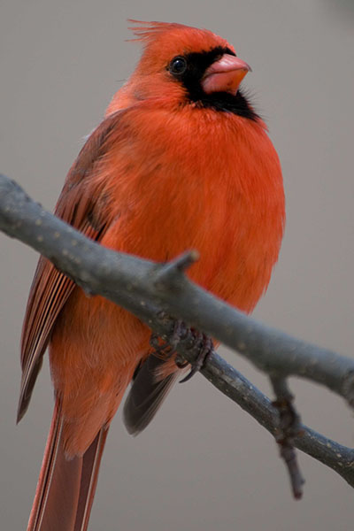 cardinal