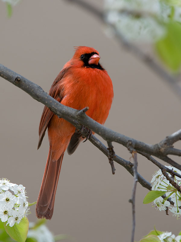 Cardinal