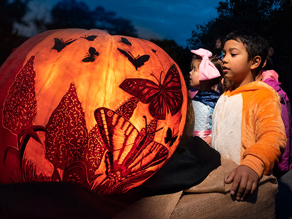 Night of 1,000 Jack-o'-Lanterns