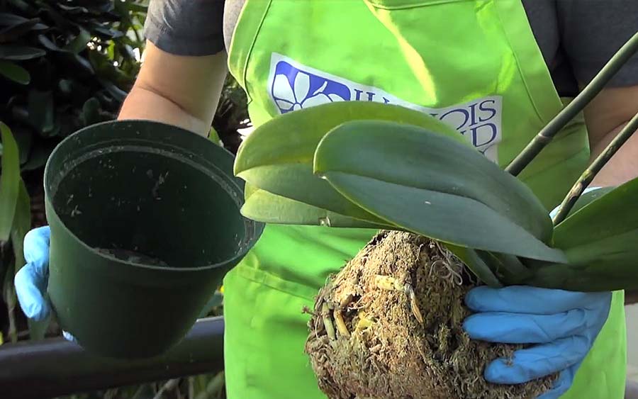 How To Repot Your Phalaenopsis Chicago Botanic Garden How To Repot Your Phalaenopsis Chicago Botanic Garden