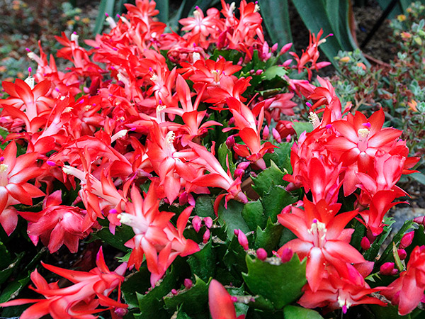 Christmas Cactus