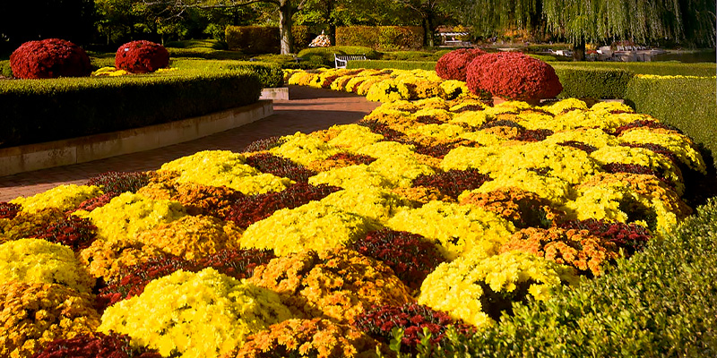 Mums in the Garden