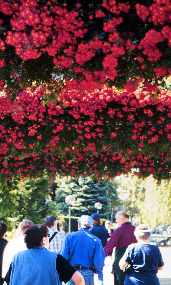 Mums at the Garden