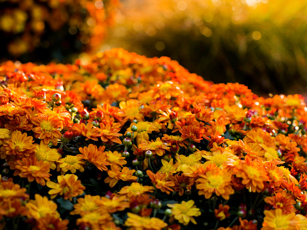 Mums at the Garden