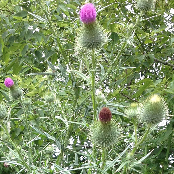 Bull Thistle