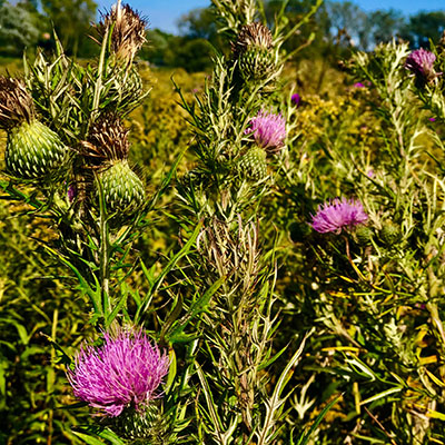 Cirsium altissimum