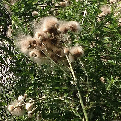 Cirsium arvense