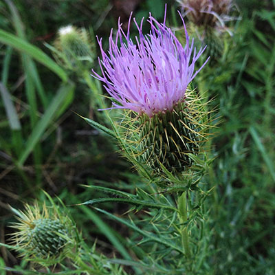 Cirsium discolor