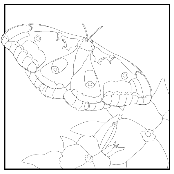 Download a Coloring Page