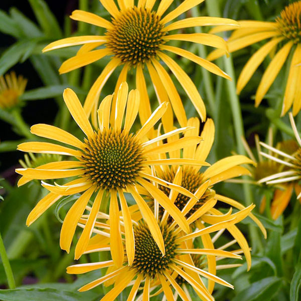 Echinacea ‘CBG Cone3’