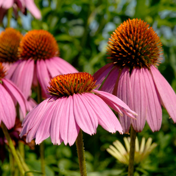 Echinacea purpurea 'Bright Star'