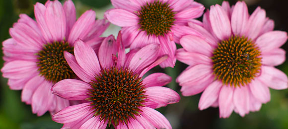 Echinacea