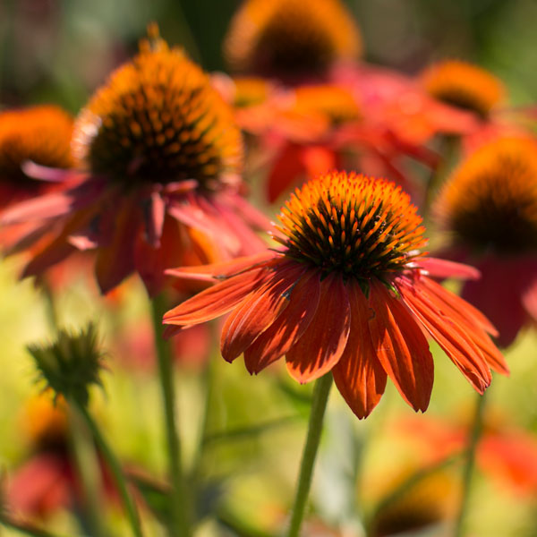 Echinacea 'Balsomador' SOMBRERO™ Adobe Orange