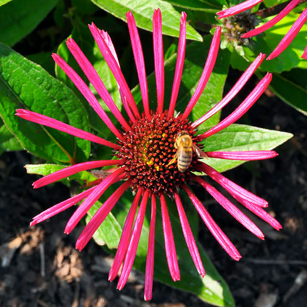 Echinacea purpurea 'Echinacea 'Burgundy Fireworks'