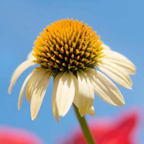 Echinacea 'Cleopatra' BUTTERFLY™