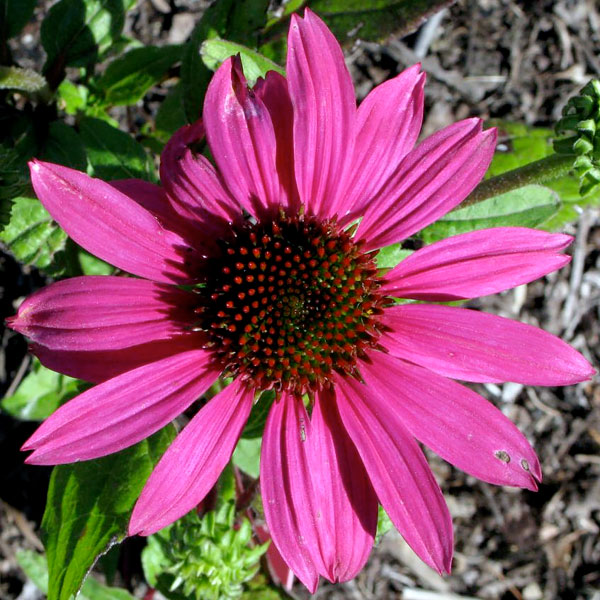 Echinacea purpurea 'PowWow Wild Berry'