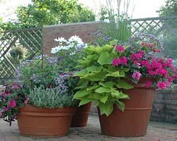Container garden July