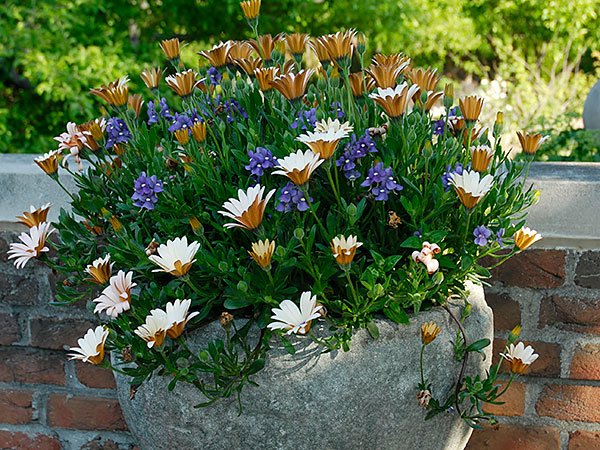 Container Gardens
