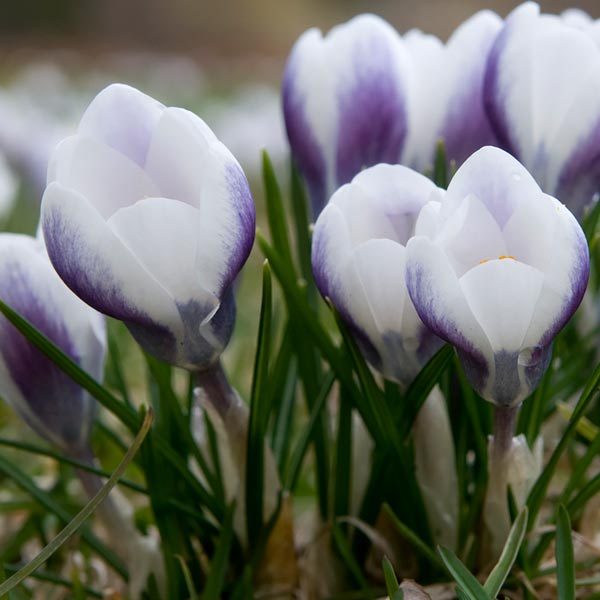 Blue Pearl Spring Crocus